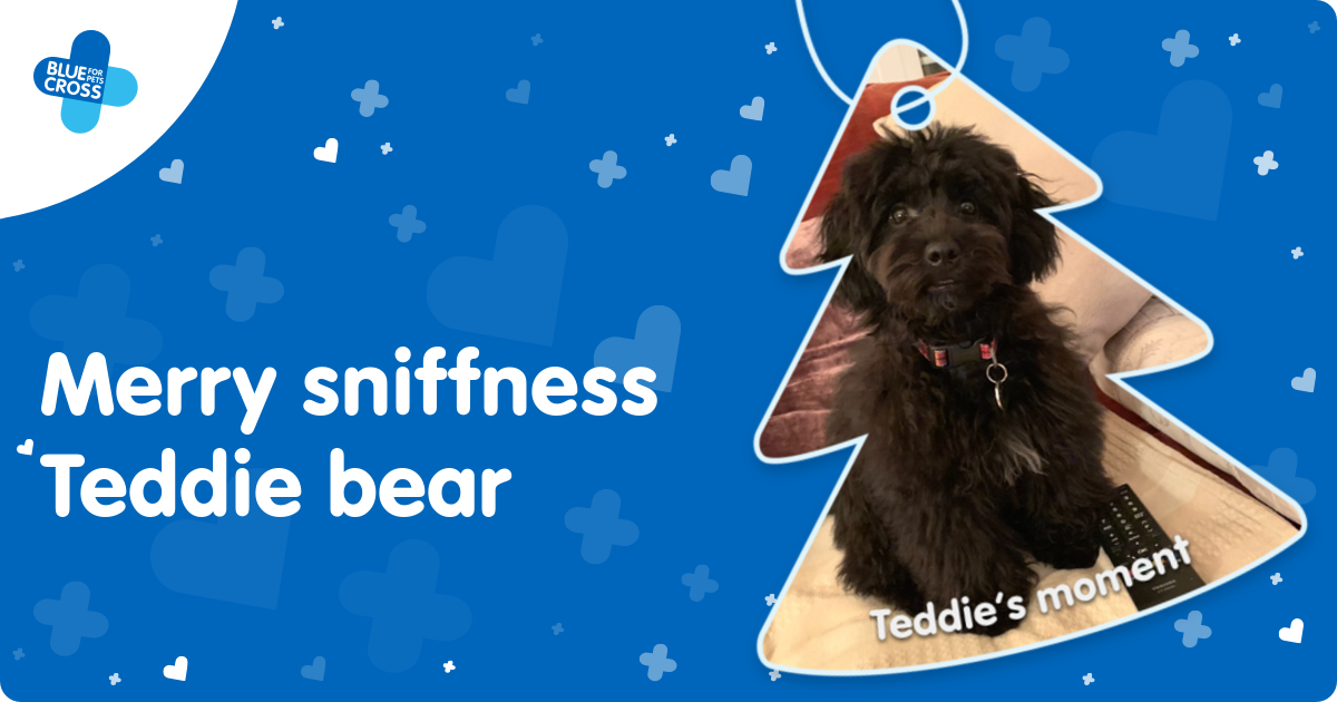 Blue Cross Moments of Joy Teddie’s Moment