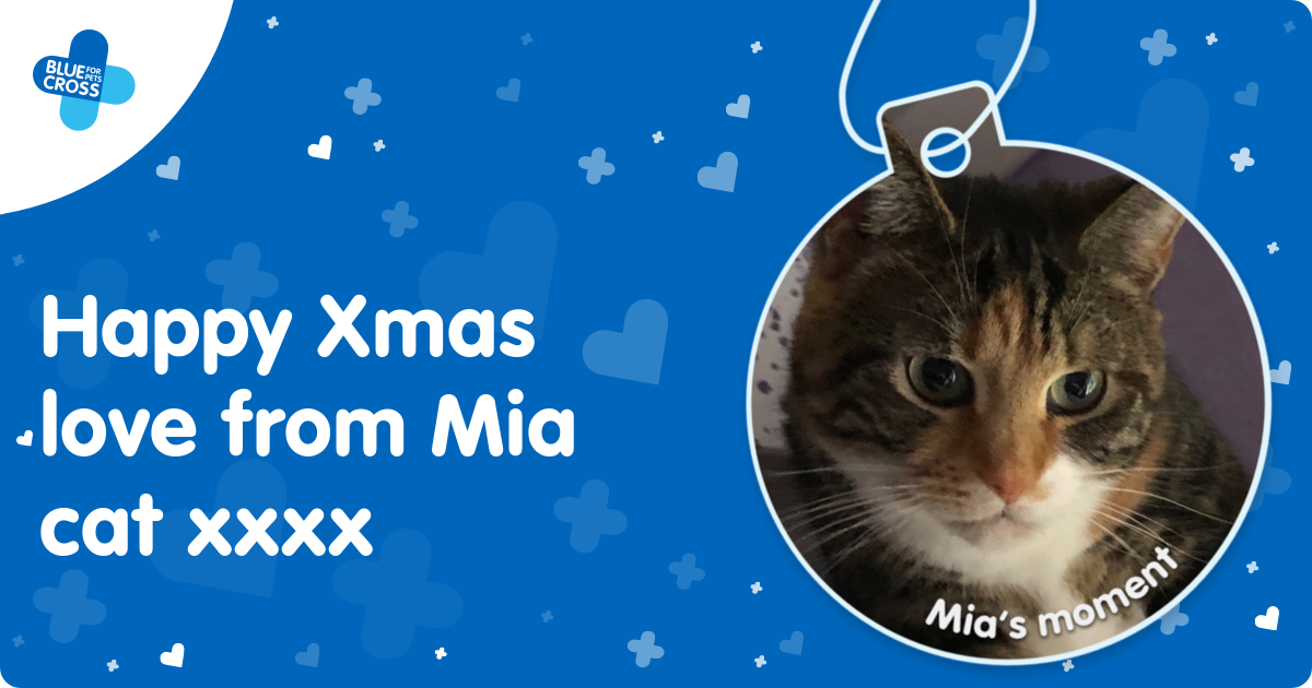 Blue Cross Moments of Joy Mia’s Moment