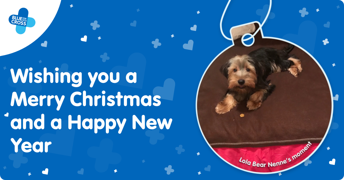 Blue Cross Moments of Joy Lola Bear Nenne’s Moment