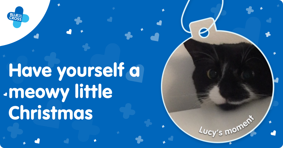 Blue Cross Moments of Joy Lucy’s Moment