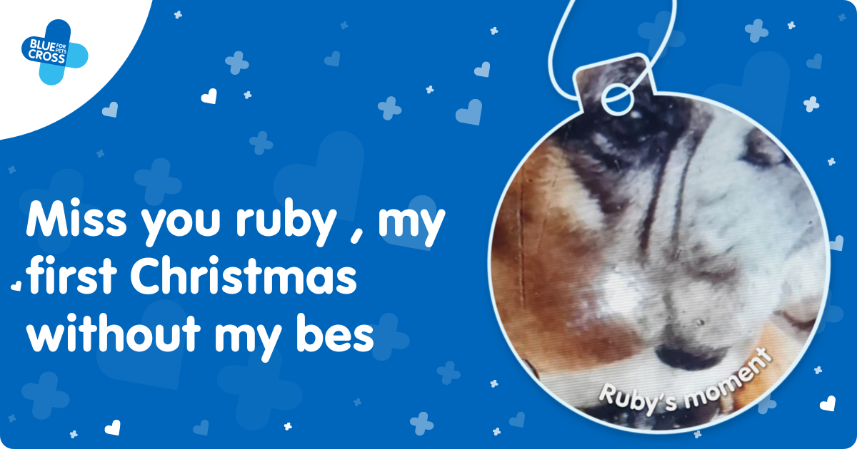 Blue Cross Moments of Joy Ruby’s Moment