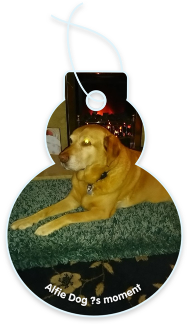 Alfie dog 🐶’s moment